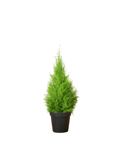 Zimmerzypresse Goldcrest